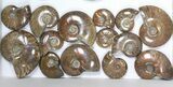Lot: kg Iridescent, Red Flash Ammonites (-) - Pieces #82495-3